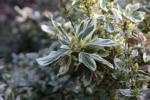 Kletter-Spindelstrauch - Euonymus fortunei