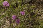 Thymianblättrige Honig-Myrte - Melaleuca thymifolia