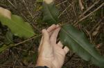 : - Notelaea venosa