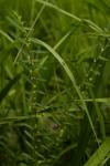 : - Phyllanthus virgatus