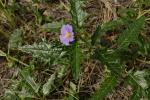 : - Solanum cinereum