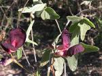 Purpurbohne - Macroptilium atropurpureum