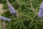 Mönchspfeffer - Vitex agnus-castus