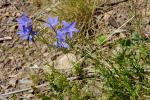 : - Wahlenbergia stricta