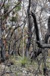 : - Xanthorrhoea media