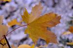 Spitzahorn - Acer platanoides