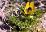 Kleinfrüchtiges Adonisröschen - Adonis microcarpa