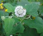 : - Melanthera nivea
