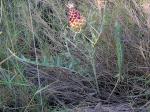 Zapfenkopf - Rhaponticum coniferum