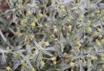 Filziges Bingelkraut - Mercurialis tomentosa