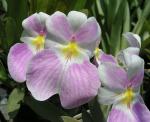 : - Miltoniopsis vexillaria