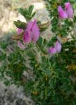 : - Ononis tridentata