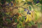 Haferschlehe - Prunus insititia
