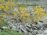 Alpen-Kreuzdorn - Rhamnus alpina