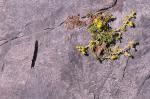 Fetthennen-Steinbrech - Saxifraga aizoides