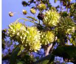 : - Montanoa grandiflora