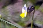 Kleines Stiefmütterchen - Viola kitaibeliana