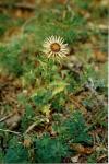 Golddistel - Carlina vulgaris