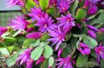: - Hatiora rosea