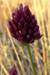 : - Allium sphaerocephalon subsp. sphaerocephalon