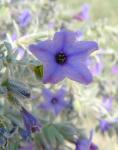 Strauchiger Steinsame - Lithodora fruticosa
