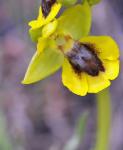 Gelbe Ragwurz-Ophrys lutea