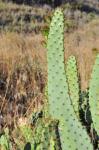 : - Opuntia engelmannii var. linguiformis