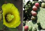 :-Opuntia engelmannii