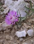 : - Centaurea linifolia