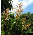 : - Palicourea vaginata