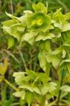Stinkende Nieswurz - Helleborus foetidus