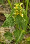 Gewöhnliche Goldnessel - Lamium galeobdolon