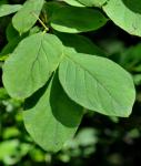 Rote Heckenkirsche - Lonicera xylosteum