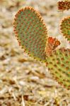 : - Opuntia microdasys subsp. rufida