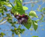 Riesengranadilla - Passiflora quadrangularis
