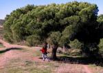 Pinie - Pinus pinea