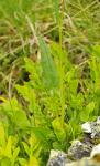 Sauerampfer - Rumex acetosa