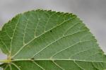 Sommerlinde - Tilia platyphyllos