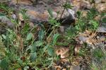 Echter Wundklee - Anthyllis vulneraria