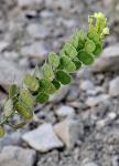 : - Biscutella auriculata