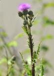 : - Cirsium monspessulanum