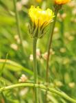 Weisslicher Pippau - Crepis albida
