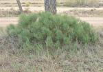 : - Ephedra major subsp. major