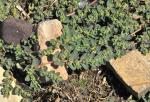 Hingestreckte Zwergwolfsmilch - Euphorbia prostrata