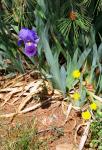 Deutsche Schwertlilie - Iris germanica