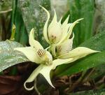 : - Prosthechea fragrans