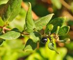 Japanisches Geißblatt - Lonicera japonica