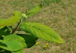 Echte Mispel - Mespilus germanica