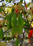 :-Photinia serratifolia var. serratifolia