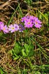 Mehlprimel - Primula farinosa